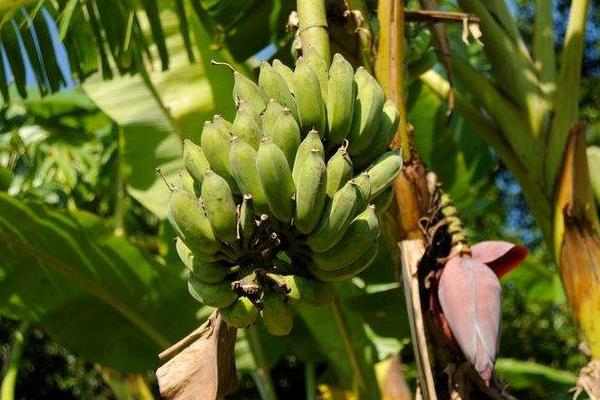 芭蕉的功效与作用及禁忌 芭蕉营养价值