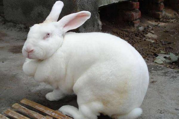 肉兔市场价格多少钱一斤 肉兔有哪些品种