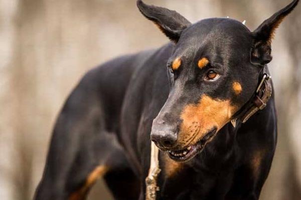 杜宾犬的优点和缺点 杜宾犬凶会对主人凶吗