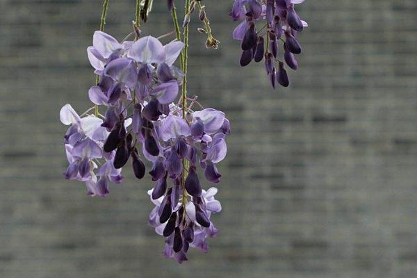 紫藤花图片大全 紫藤花花语及寓意