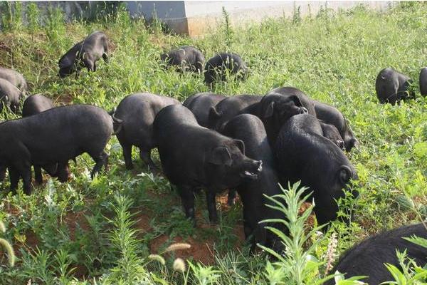 养黑猪选那个品种好 生态黑猪的养殖的风险是什么