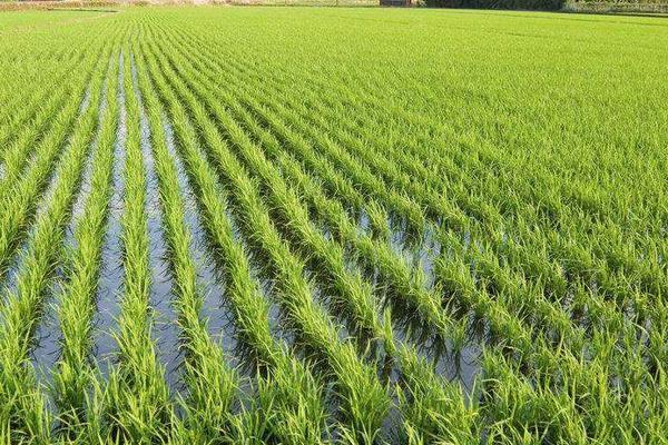海水稻种植的条件