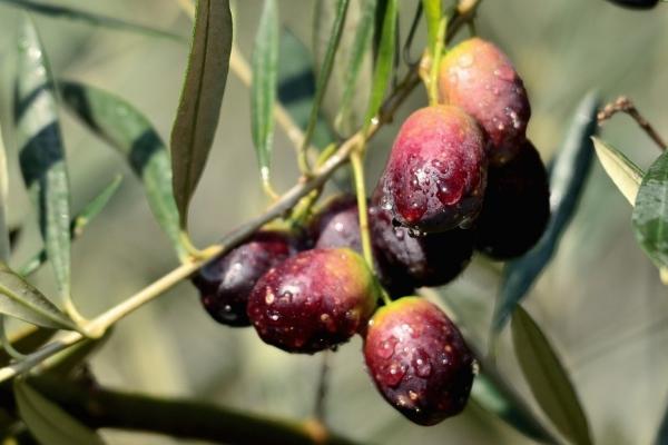 油橄榄树苗多少钱一棵，常见尺寸为三公分