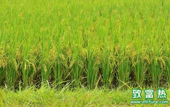 水稻叶瘟是什么？如何防治？