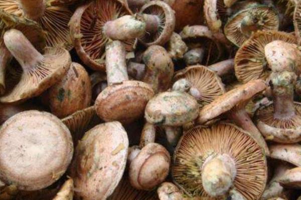 松树菌市场价格多少钱一斤 松树菌什么季节上市