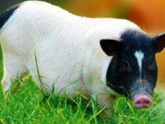 巴马香猪市场价格多少钱一斤,巴马香猪的销路有
