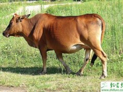 黄牛种公牛的饲养和管理