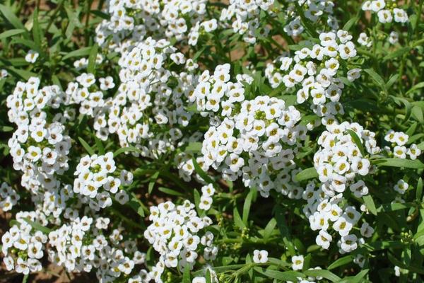 香雪球图片大全 香雪球花语及寓意