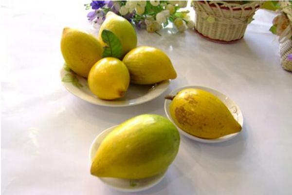 蛋黄果怎么种 蛋黄果<a href=https://www.dadasou.com/ny/zhongzhi/ target=_blank class=infotextkey>种植</a><a href=https://www.dadasou.com/news/142649.html target=_blank class=infotextkey>技术</a>与注意事项