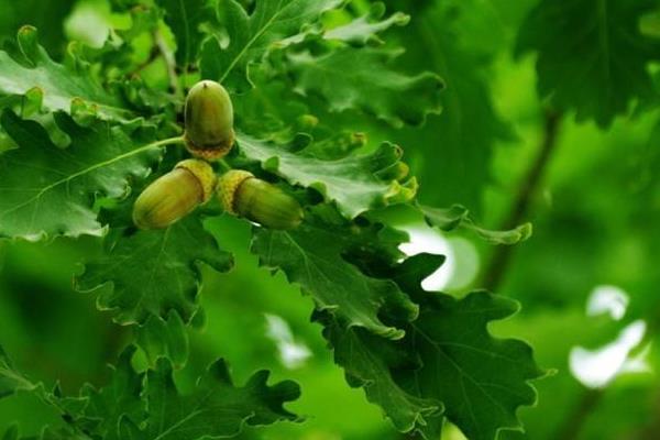 橡子种植技术 橡子果可以发芽种植吗