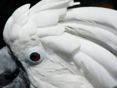 大白凤头鹦鹉市场价格多少钱一只,中国养大白鹦