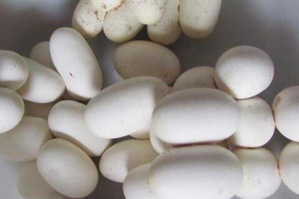 眼镜蛇市场价格多少钱一斤 眼镜蛇蛋可以吃吗