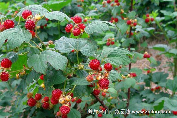 红树莓<a href=https://www.dadasou.com/ny/zhongzhi/ target=_blank class=infotextkey>种植</a><a href=https://www.dadasou.com/news/142649.html target=_blank class=infotextkey>技术</a>