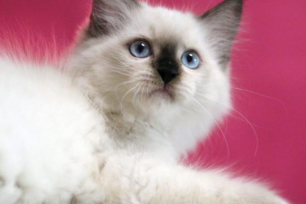 纯种布偶猫市场价格多少钱一只 布偶猫价格为什么那么贵
