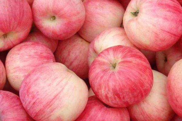 红富士苹果市场价格多少钱一斤 红富士苹果的产地