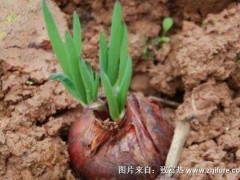 2018种洋葱赚钱吗?洋葱种植的利润与投资成本及前