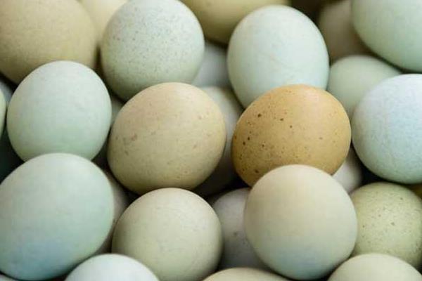 乌鸡和普通鸡的区别、乌鸡蛋和普通鸡蛋的区别