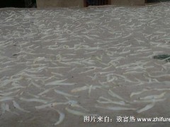 银鱼的养殖技术