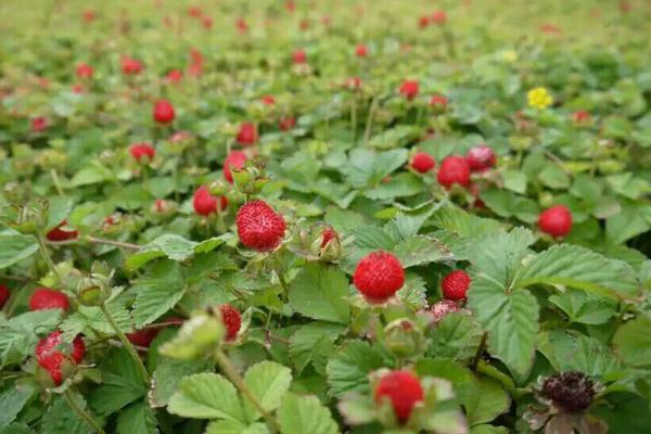 蛇莓市场价格多少钱一斤 蛇莓是什么