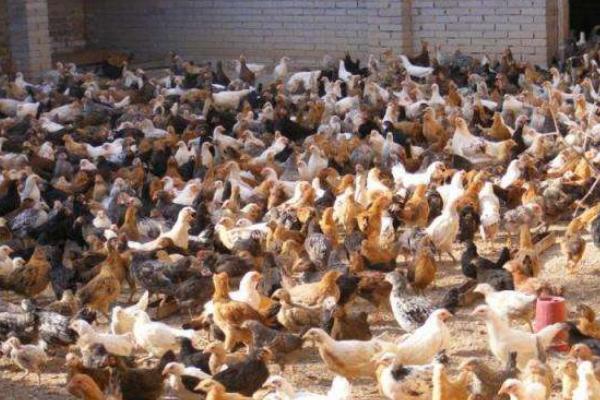 柴鸡市场价格多少钱一斤 柴鸡和哪些食物不能搭配食用