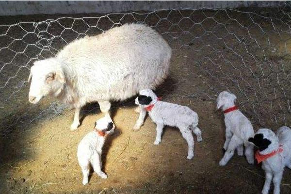 母羊一年两胎的方法