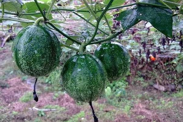 2018种瓜蒌赚钱吗?瓜蒌种植的利润与投资成本及前景预测