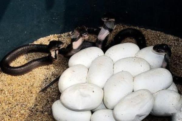 眼镜蛇市场价格多少钱一斤 眼镜蛇蛋可以吃吗