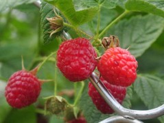 冬天能种树莓吗?一般在每年春夏季种植