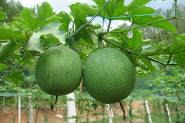 2018种瓜蒌赚钱吗?瓜蒌种植的利润与投资成本及前景预测