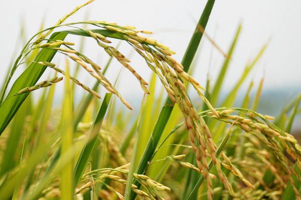 水稻稻曲病防治技术
