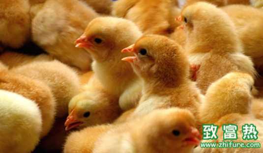 新一轮鸡苗价格上涨形成 看好禽业