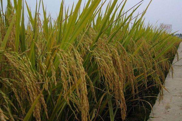水稻种植成本