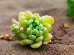 凝脂莲多肉图片大全（含老桩）,凝脂莲特点与简