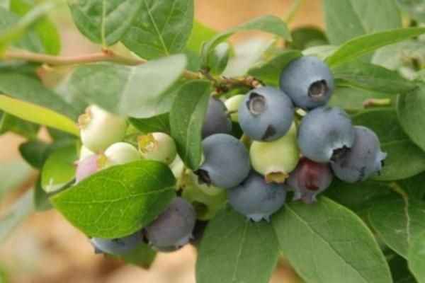 适合北方的蓝莓品种