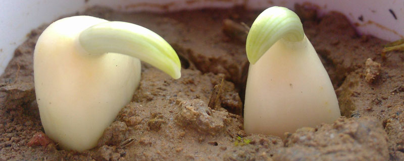 大蒜催芽的四种方法，在家也可以轻松种大蒜