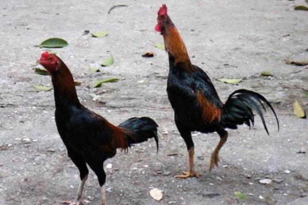 越南斗鸡市场价格多少钱一只 越南最贵血统斗鸡是什么
