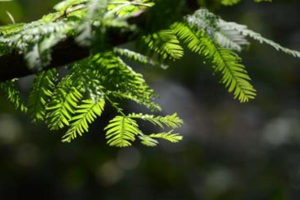 水杉图片大全（含盆景） 水杉是什么植物