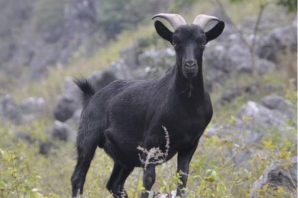 黑山羊市场价格多少钱一只 黑山羊和白山羊哪个好