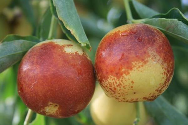 梨枣市场价格多少钱一斤 梨枣和冬枣的区别是什么