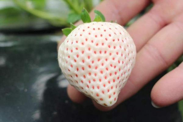 白草莓市场价格多少钱一斤 菠萝莓和白草莓的区别是什么