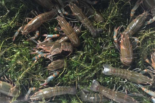 澳洲淡水龙虾养殖