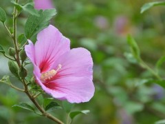 木槿怎么修剪枝叶,木槿花的养殖方法和注意事项