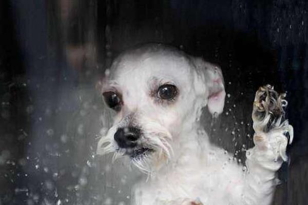 宠物店给狗狗洗澡多少钱一次 狗狗洗澡后发抖是怎么回事