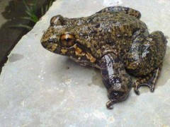 野生石蛙市场价格多少钱一斤,野生石蛙死了能吃