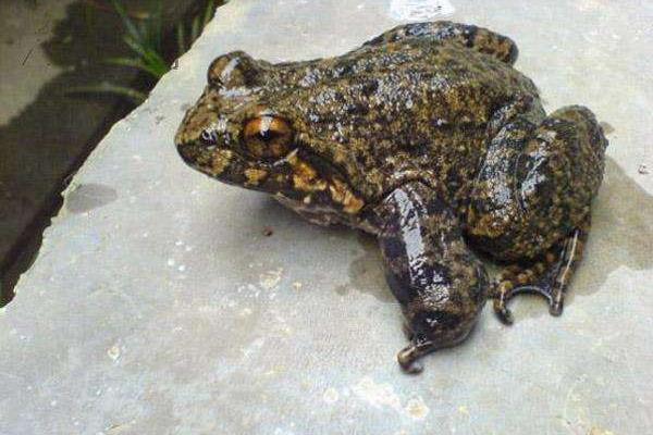 野生石蛙市场价格多少钱一斤 野生石蛙死了能吃吗