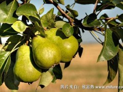 2018种梨树赚钱吗?梨树种植的利润与投资成本及前