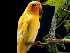 黄桃鹦鹉市场价格多少钱一只,黄桃鹦鹉会说话吗