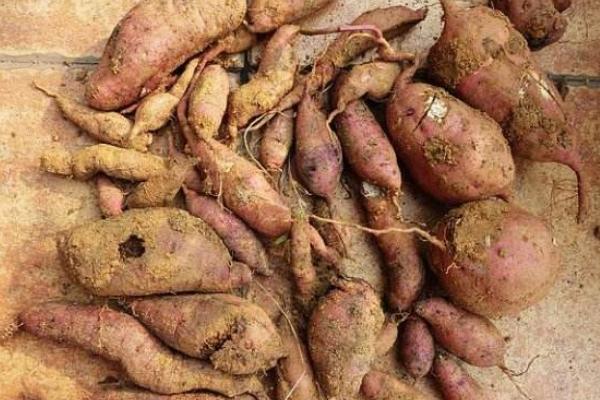 红薯什么时候开始种植 红薯的种植方法与注意事项