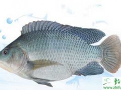 罗非鱼立体养殖方法与技术