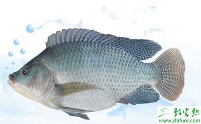 罗非鱼立体养殖方法与<a href=https://www.dadasou.com/news/142649.html target=_blank class=infotextkey>技术</a>